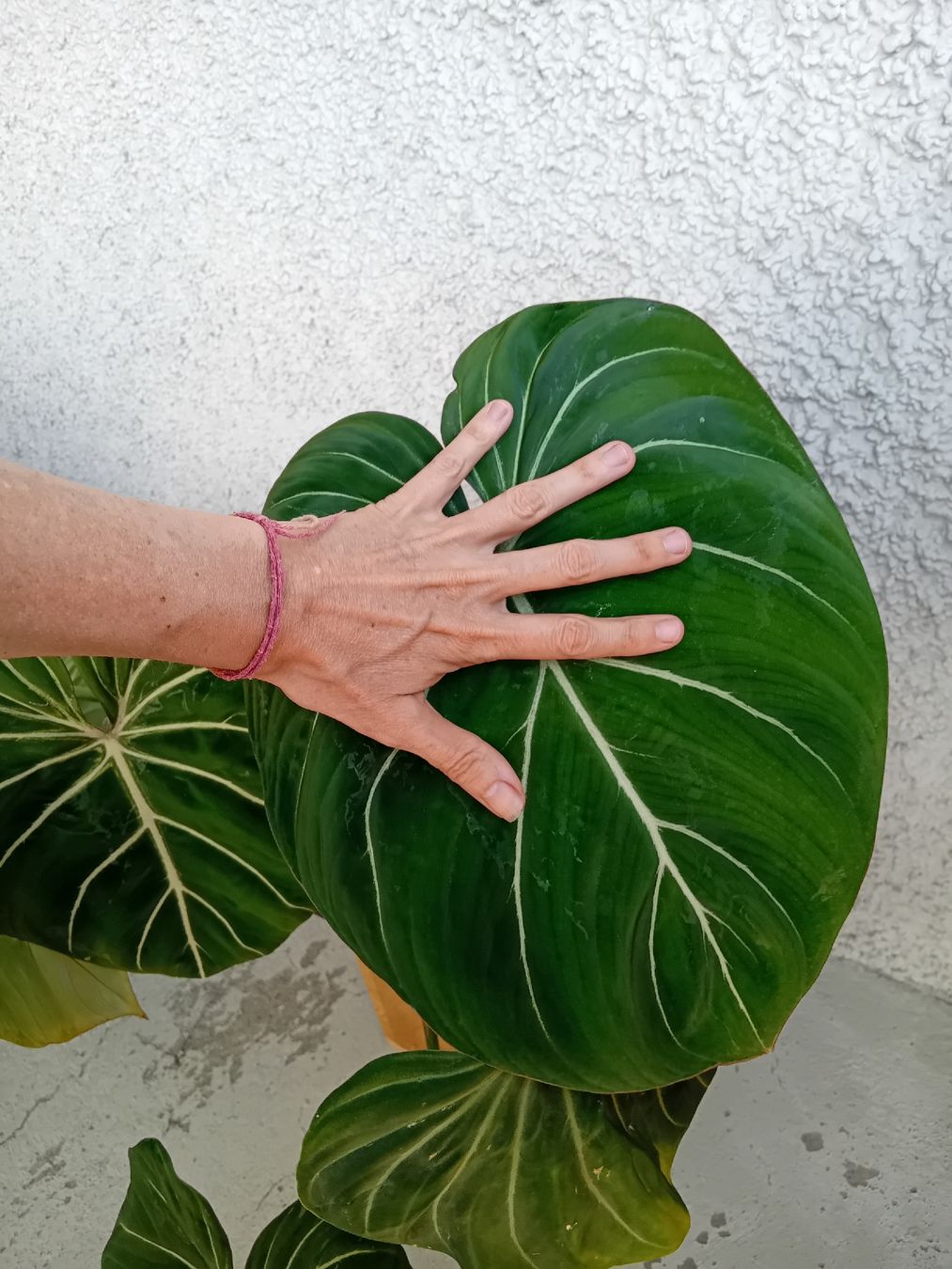 Piante & sementi: Philodendron Gloriosum – Nuovo (secondo la descrizione) da Zürich venduto da Gillheri 2