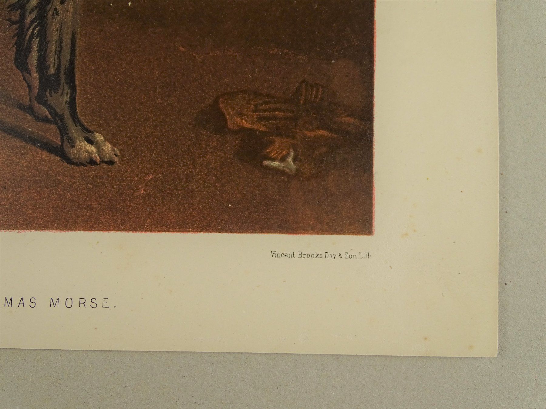 Incisioni: DEERHOUND, HIRSCHHUND, FARBLITHOGRAPHIE 1881 – Usato da Grüningen venduto da Kartensammler 4