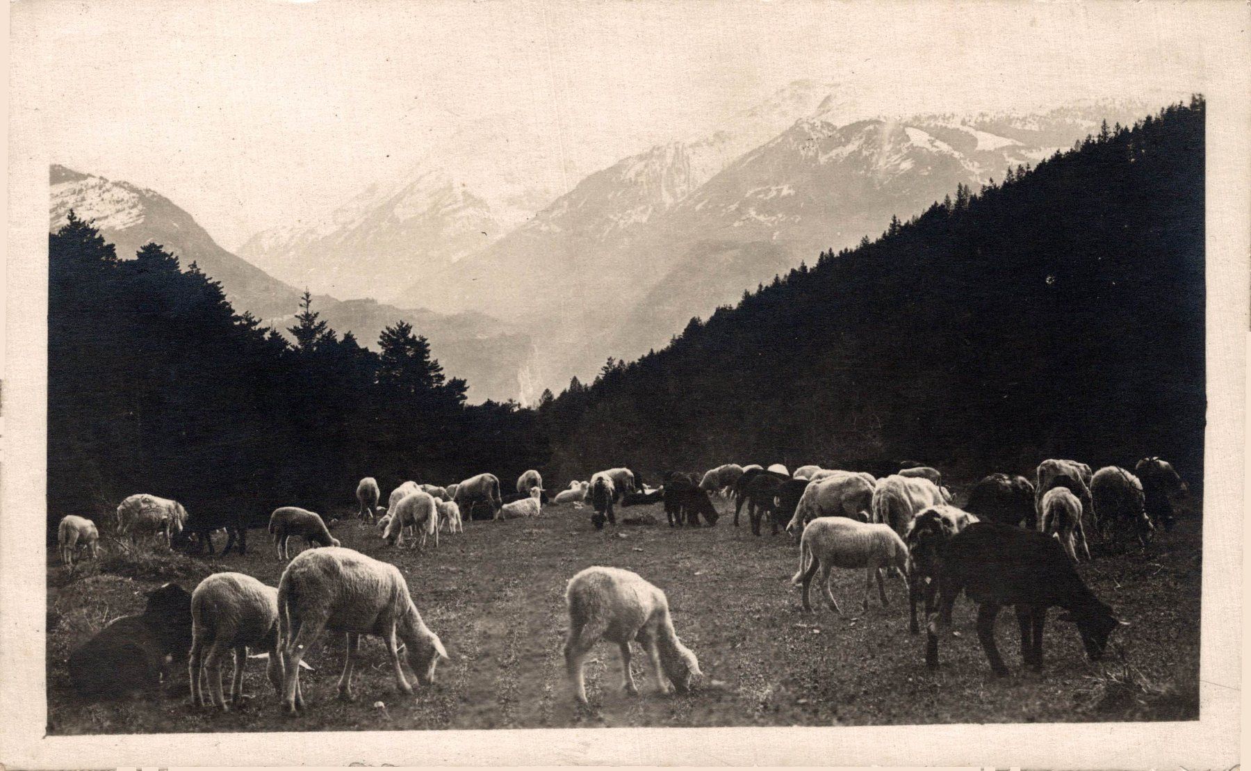 Ansichtskarten: Lenzerheide. Schafe auf der Weide – Gebraucht aus Bronschhofen von Astore