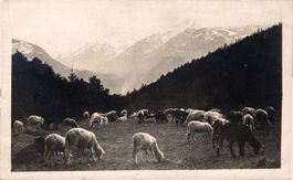 Lenzerheide. Schafe auf der Weide