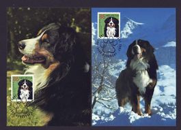 4 MK Berner Sennenhund von 2007