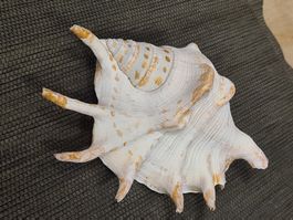 Riesen Muschel, 16x11x H 7 cm