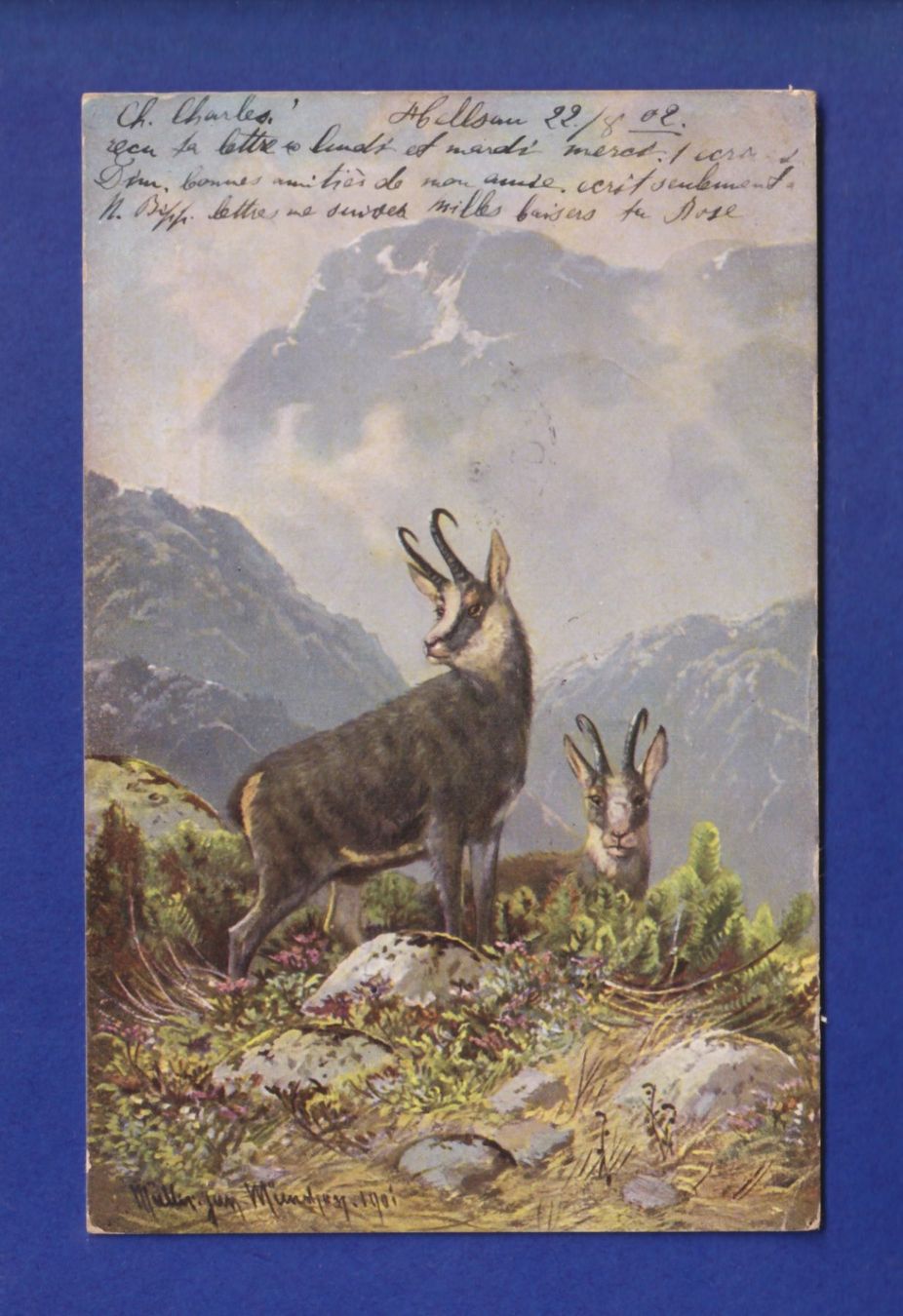 Cartes postales: CHAMOIS – D'occasion à Pully par nicecards-shop