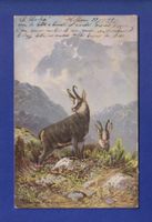 CHAMOIS