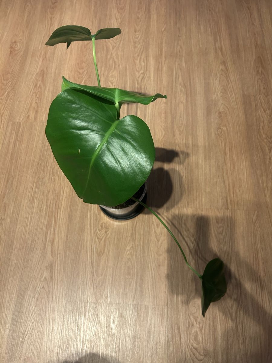 Piante & sementi: Monstera Deliciosa Nr.2 – Usato da Luzern venduto da ITnoah 1