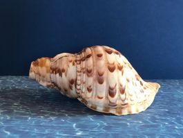 Tritonhorn Meeresschnecke Schnecke Muschel Dekoration