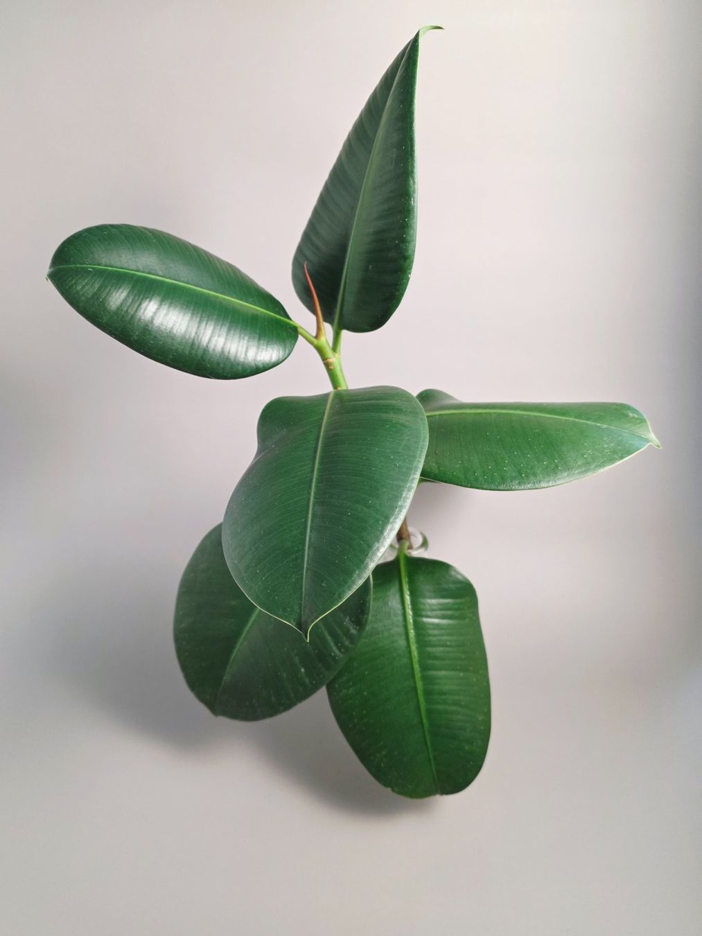 Piante & sementi: Gummibaum/ Ficus elastica Steckling #3 – Nuovo (secondo la descrizione) da Gerolfingen venduto da Azora