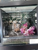 Glas-Terrarium mit Dekorationen 30x30x30