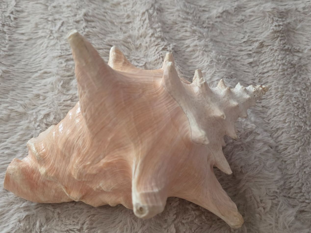 Fossilien: Grosse Muschel  aus Nachlass – Gebraucht aus Wittenbach von rose_rosi 2