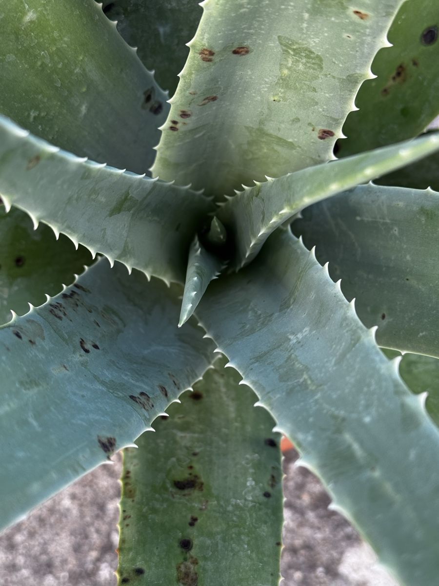 Piante & sementi: Echte Aloe Vera  – Nuovo (secondo la descrizione) da Oberwil (Dägerlen) venduto da Kurkuma 1