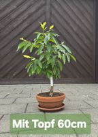 Lotuspflaume Bonsai Stil (Diospyros lotus)