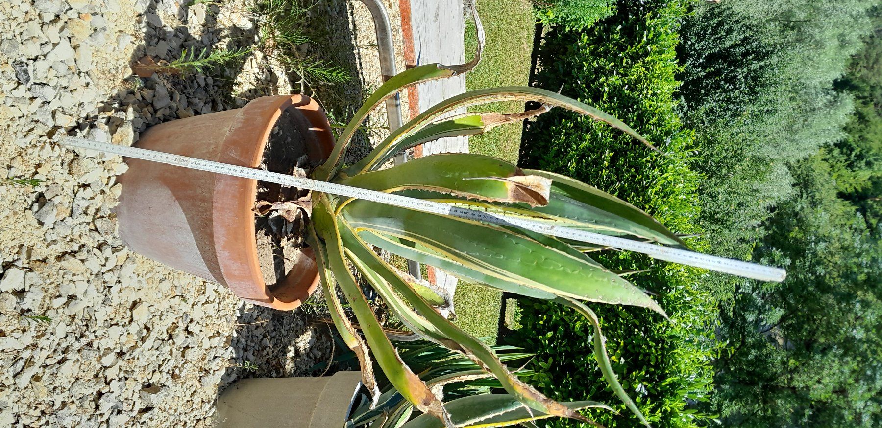 Piante & sementi: Agave  ca. 105 cm (2) – Usato da Liesberg venduto da Ragged