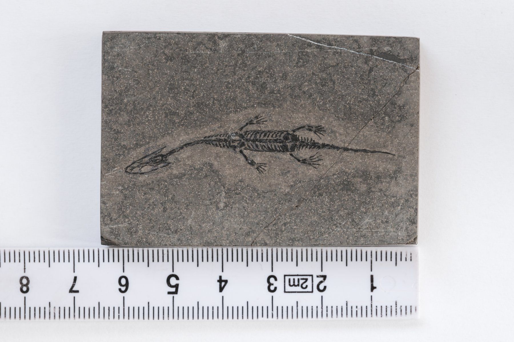 Fossili: Schwimmsaurierer - Keichousaurus hui - Nothosaurus - China – Usato da Heiden venduto da mats10 1