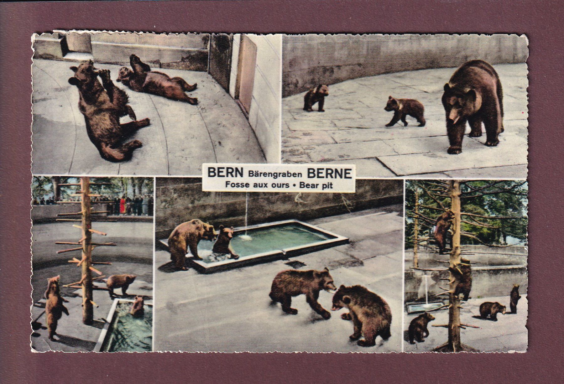 Cartoline postali: BERN - Bärengraben - 1961 – Usato da Pully venduto da nicecards