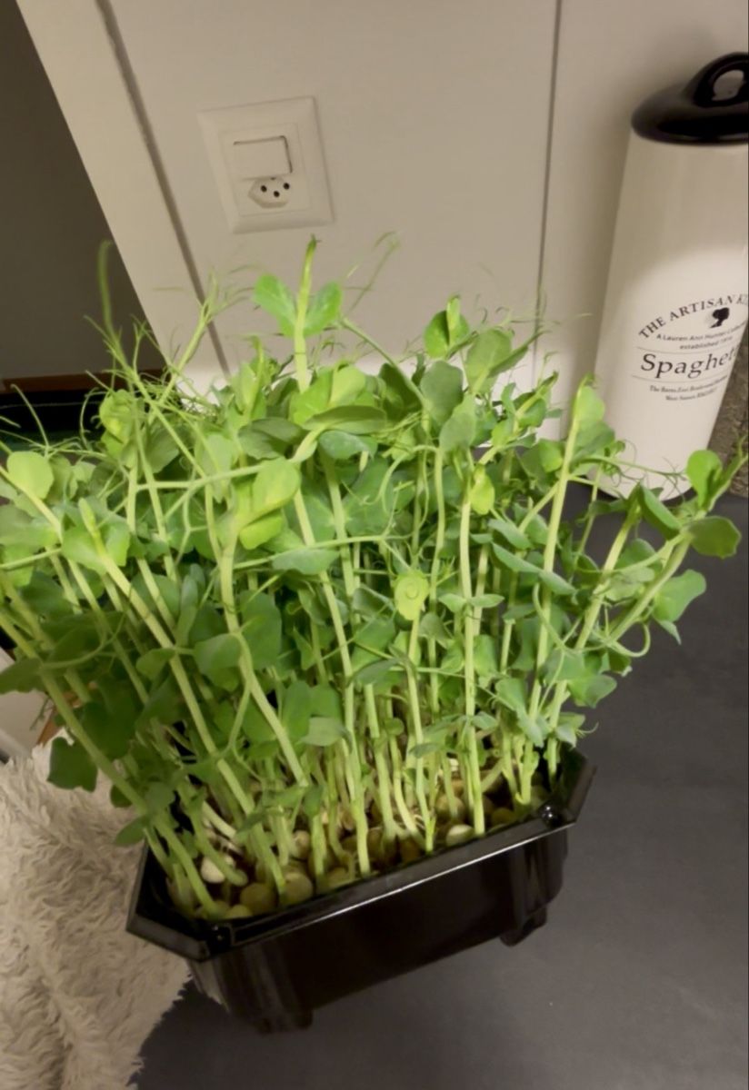 Pflanzen & Samen: Keimlinge/Microgreens Grenchen – Neu (gemäss Beschreibung) aus Grenchen von mar_hhk8