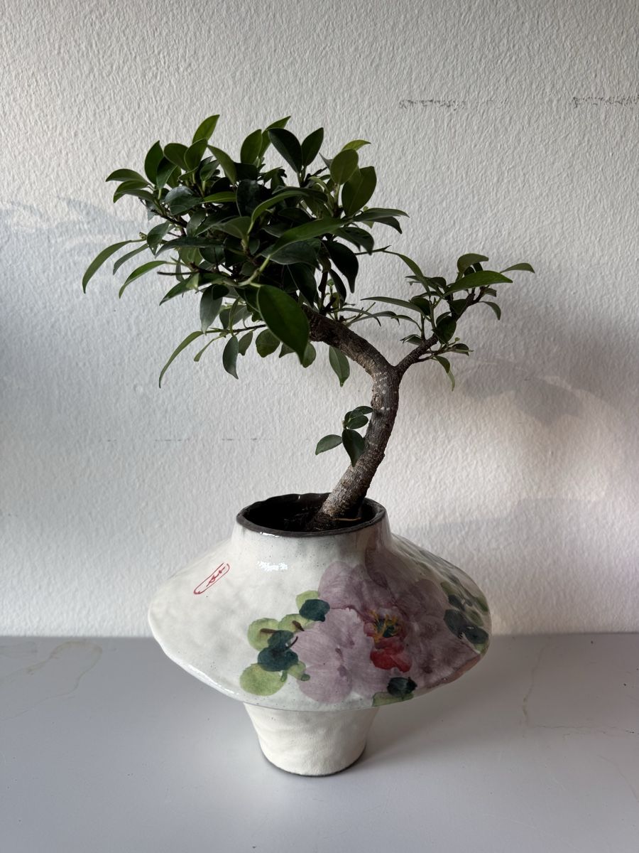 Piante & sementi: Ficus Bonsai in Vase – Usato da Rümlang venduto da Gruseh.ch 6