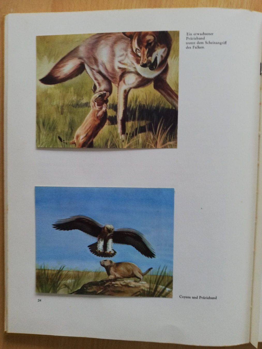 Libri: Zauber der Wildnis – Usato da Hildisrieden venduto da Malve 1