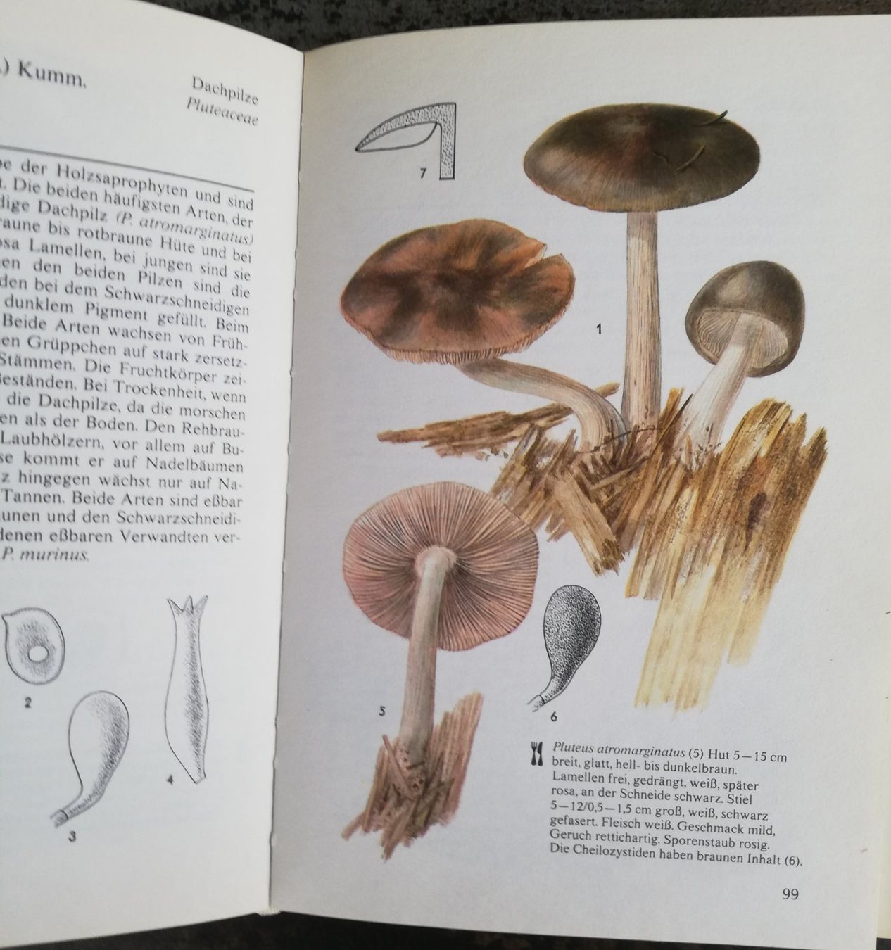Livres: Unser Pilze – D'occasion à Hildisrieden par Malve 2