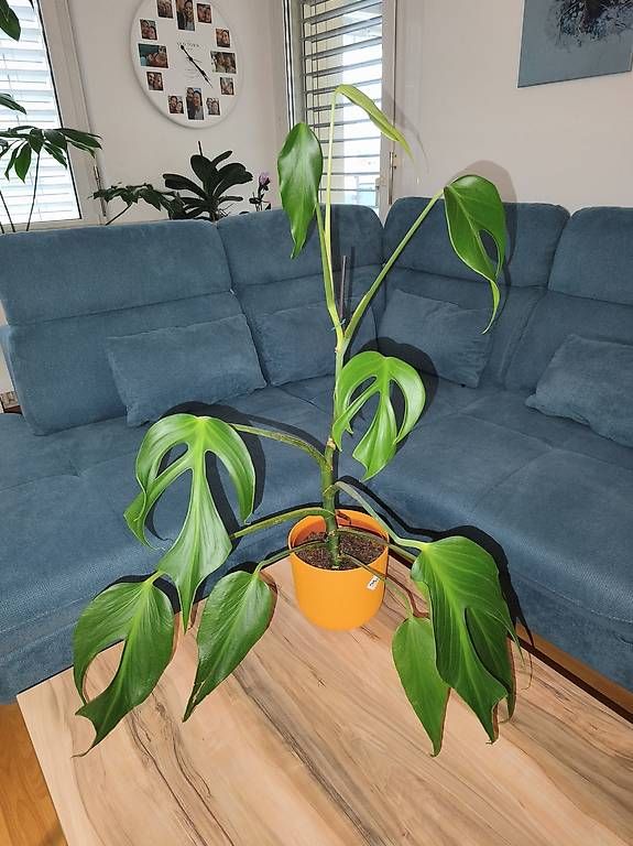 Piante & sementi: Monstera burle marx flame – Usato da Kaisten venduto da lys_zzy8 1