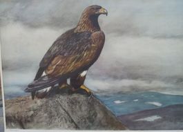 Schulwandbild „Steinadler“ – Nils Tirén (1933)