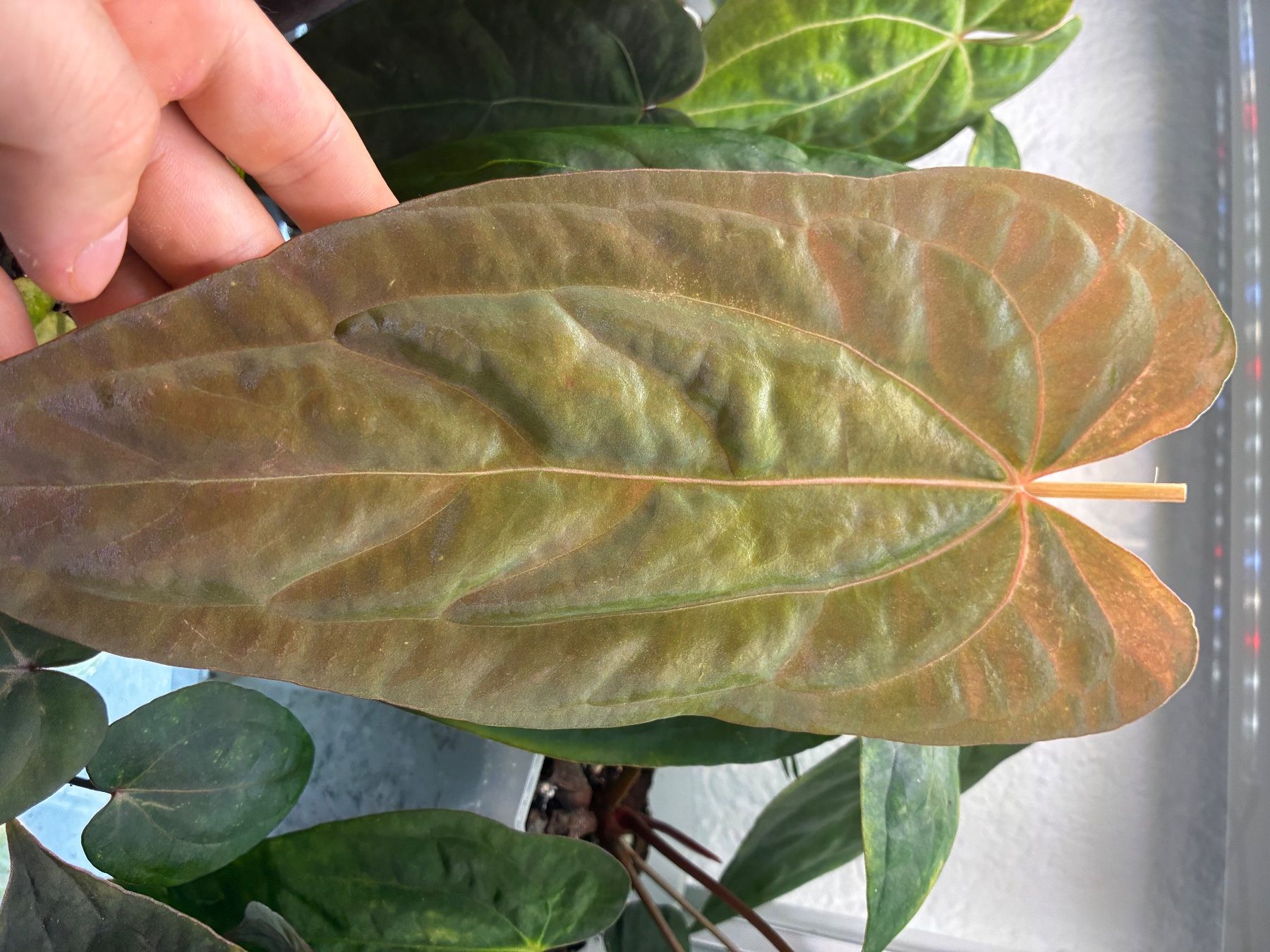 Piante & sementi: Anthurium RVDP x Black Sweet – Usato da Alchenflüh venduto da Timmmsen 2