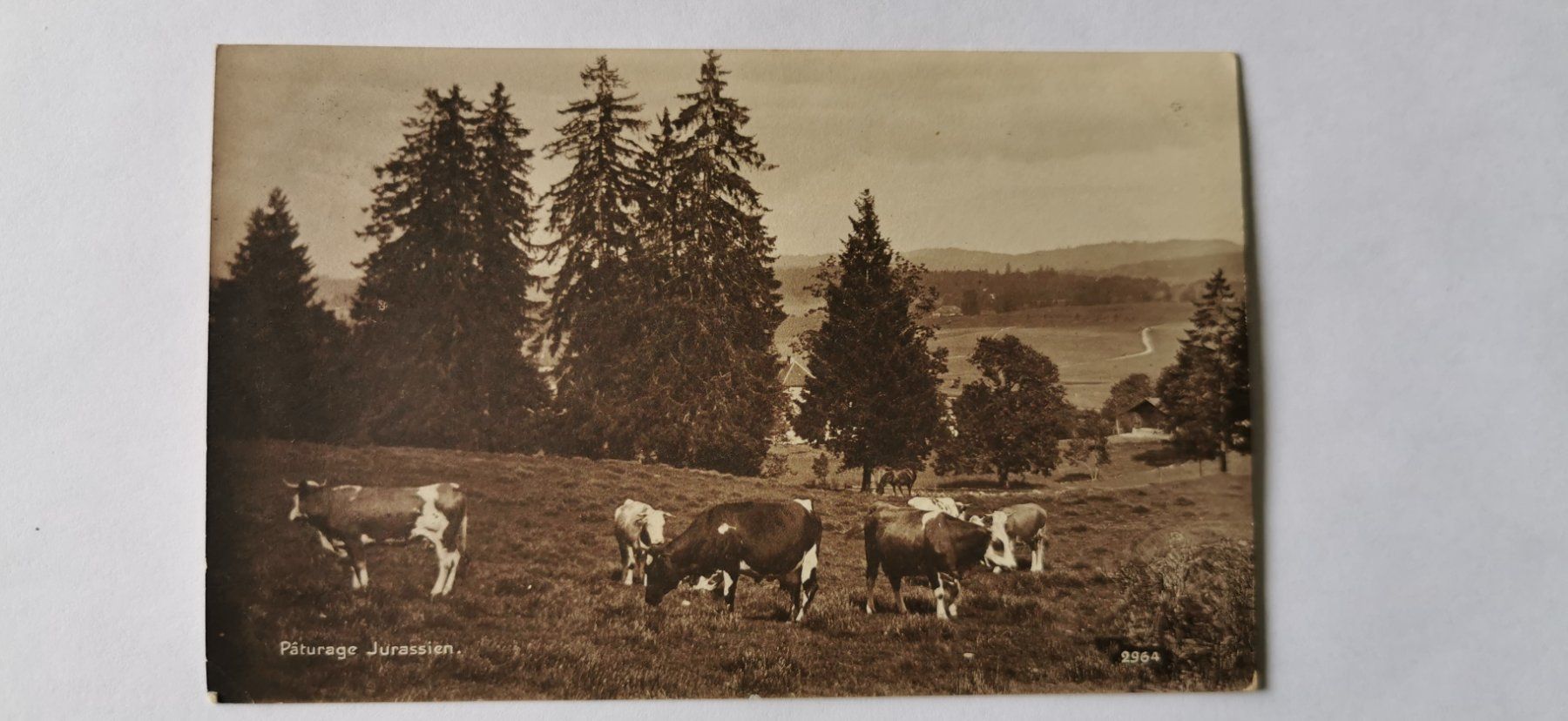 Cartoline postali: Postkarte 1904 – Usato da Aadorf venduto da Chnorli-Furz 1