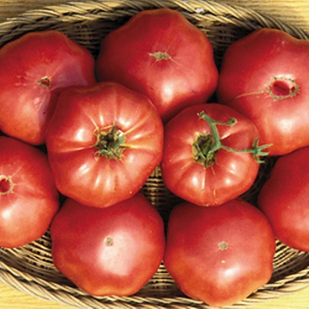 Piante & sementi: 50 Samen TOMATE BRANDYWINE  Alte Sorte – Nuovo (secondo la descrizione) da Ehrendingen venduto da VerveinaSamen 7