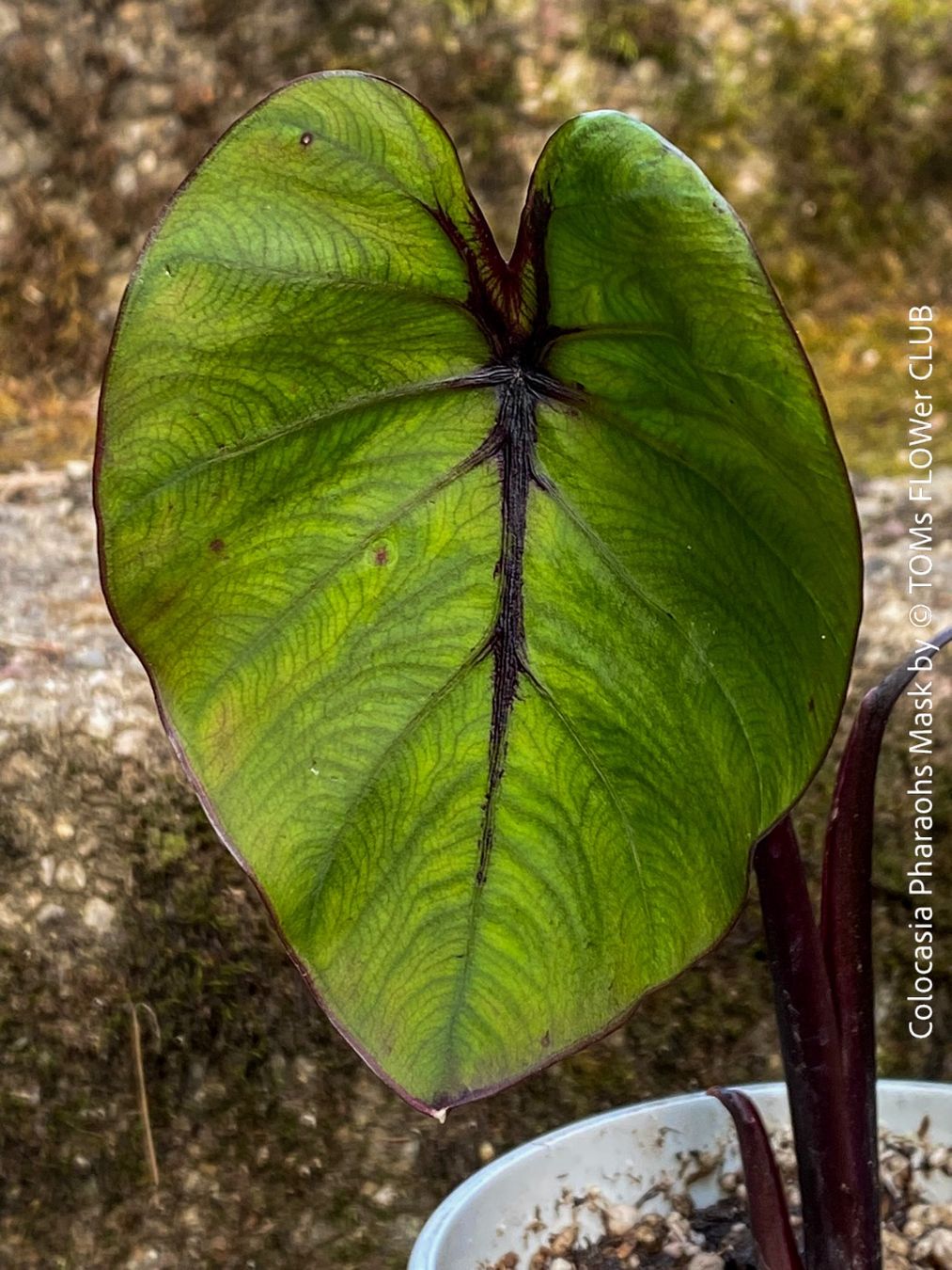 Piante & sementi: Colocasia Pharaohs Mask - 100% Bio-Pflanze – Nuovo e nell'imballaggio originale da Adliswil venduto da astom369 8