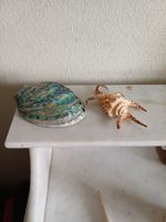 2 Muscheln Fossilien ABALONE und LAMBIS SPIDER