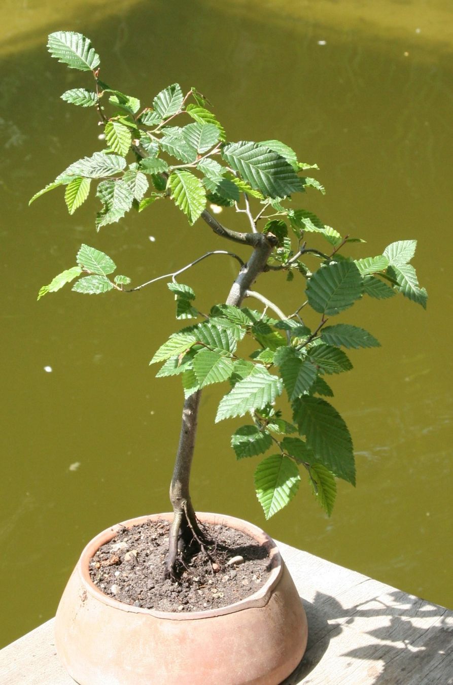 Piante & sementi: BONSAI  -  Hainbuche – Usato da Gretzenbach venduto da Sikim