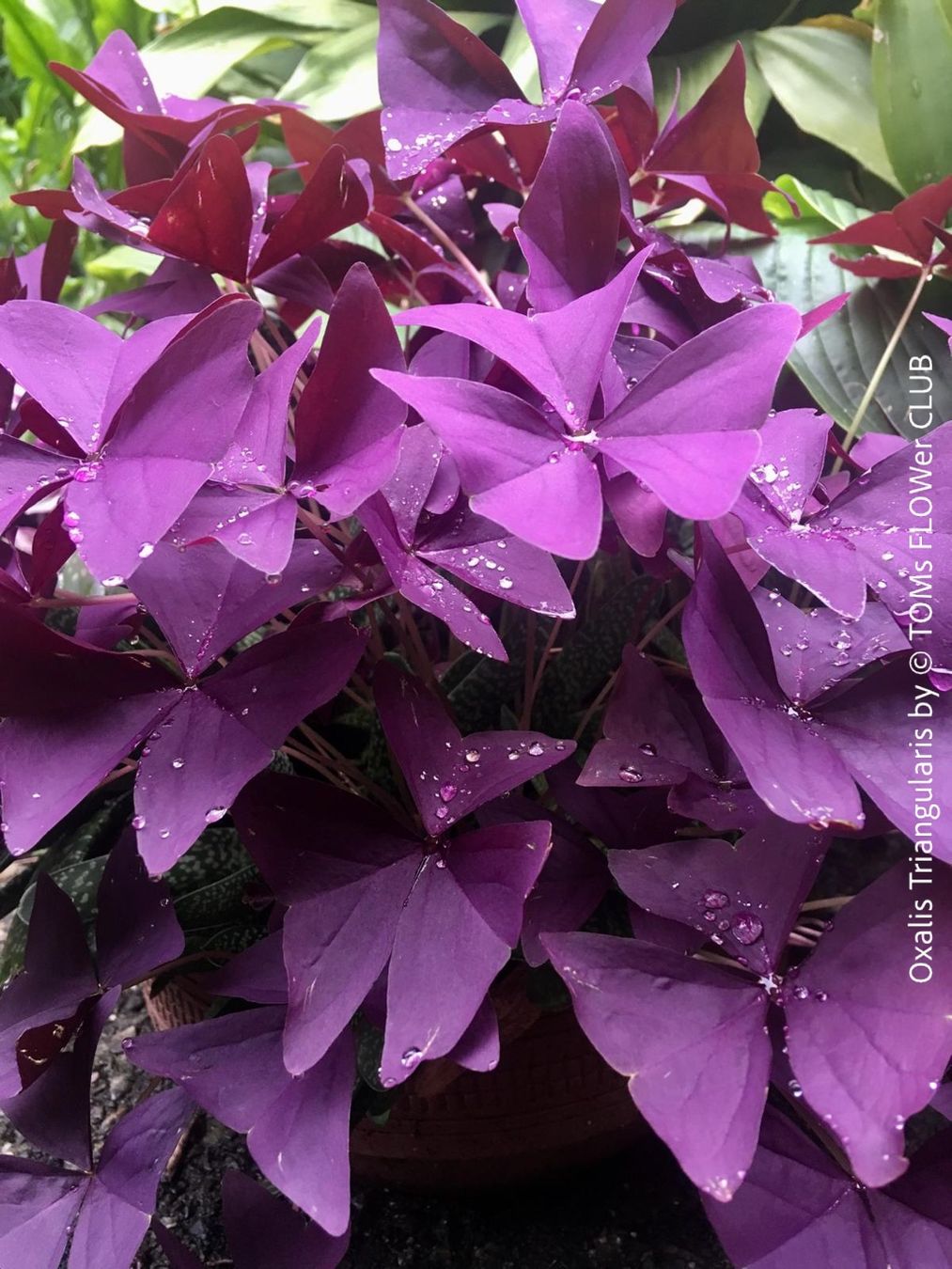 Piante & sementi: Oxalis Triangularis - Glücksklee intensiv Burgundy – Nuovo e nell'imballaggio originale da Adliswil venduto da astom369 6