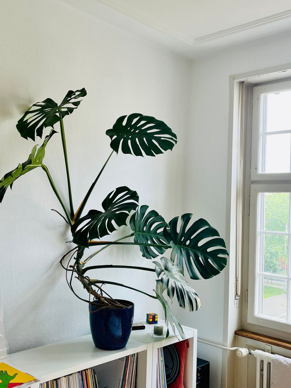 Piante & sementi: Monstera Deliciosa – Usato da Basel venduto da lil_x2rf 1
