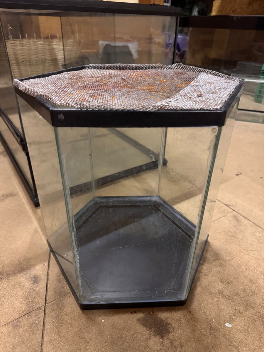 Terrario: Glassterrarium – Difettoso da Wil ZH venduto da chillyhunter