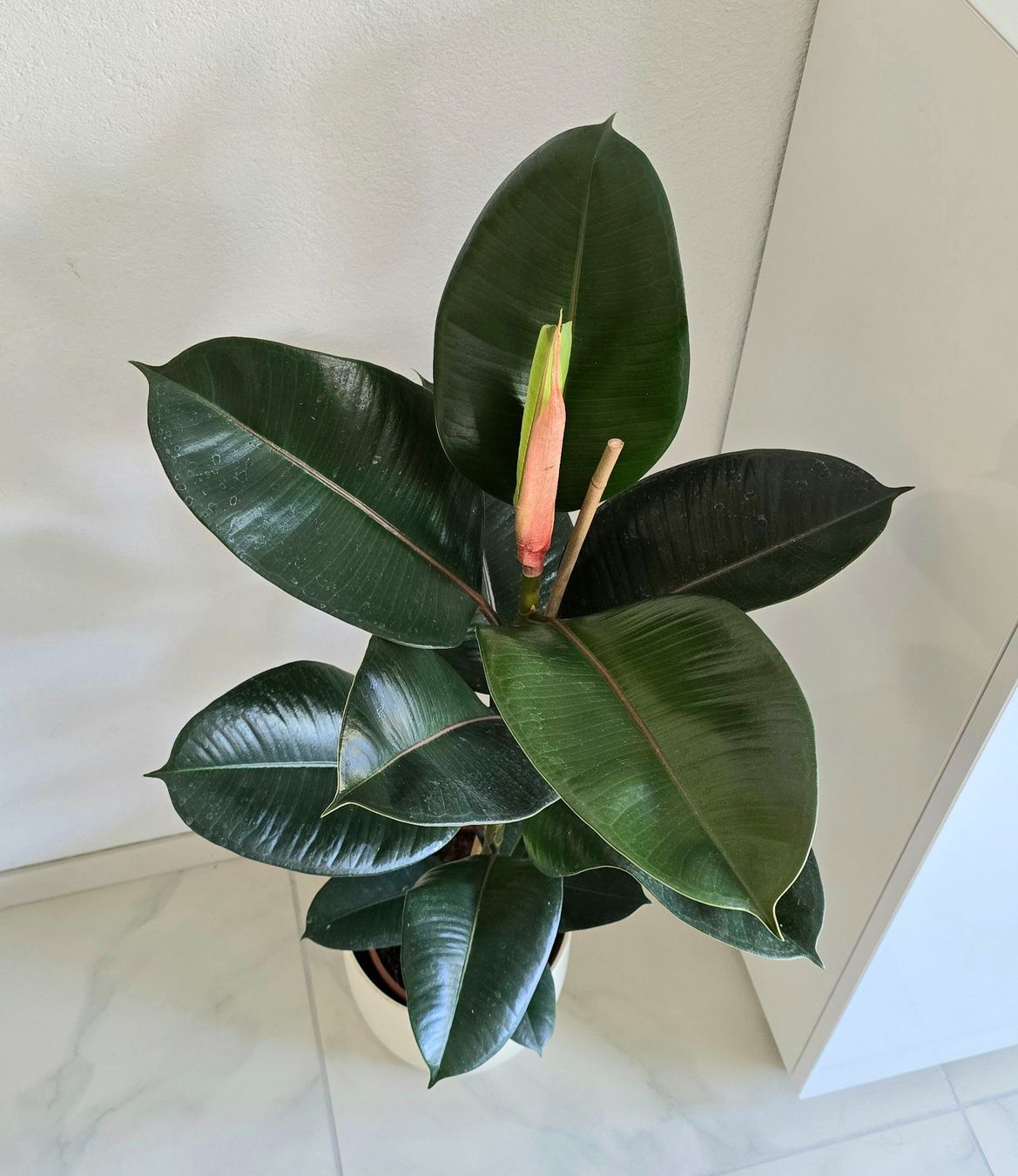 Piante & sementi: Gummibaum Ficus elastica – Nuovo (secondo la descrizione) da Aarburg venduto da Glitzerzauber 3
