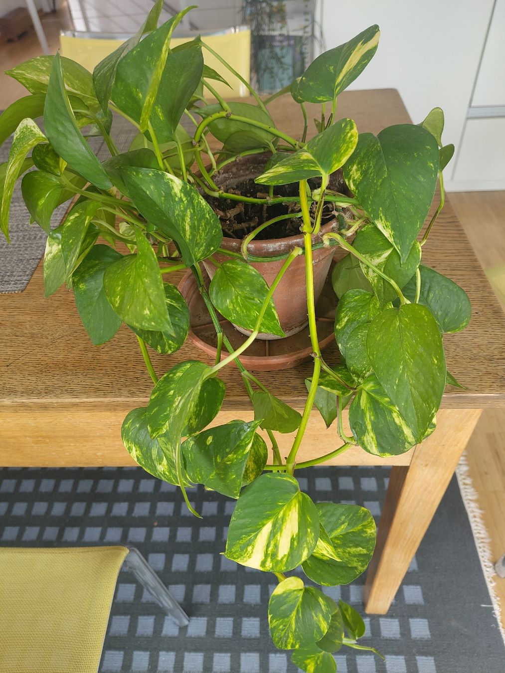 Plantes & graines: Hängepflanze – D'occasion à Grosshöchstetten par Alisma 2