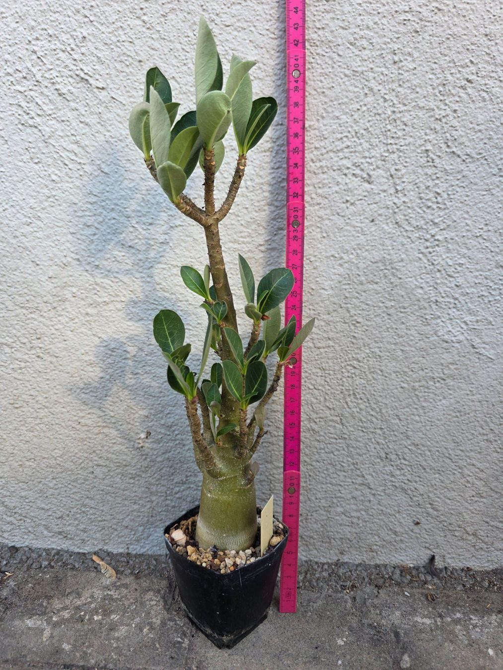 Piante & sementi: Adenium arabicum "MKMK" / Wüstenrose – Nuovo (secondo la descrizione) da Thalheim venduto da silvara01 1