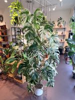 Monstera Deliciosa Albo Variegata