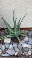 Aloe Vera Pflanze gross ca. 70 cm gebraucht guter Zustand