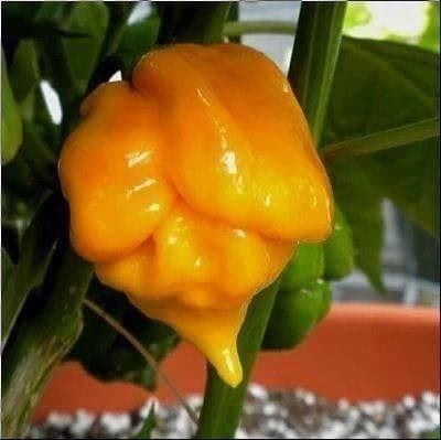Piante & sementi: PIMENT MORUGA SCORPION JAUNE 5x – Nuovo (secondo la descrizione) da Bremblens venduto da FIBONACCI369