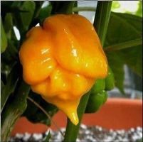 PIMENT MORUGA SCORPION JAUNE 5x