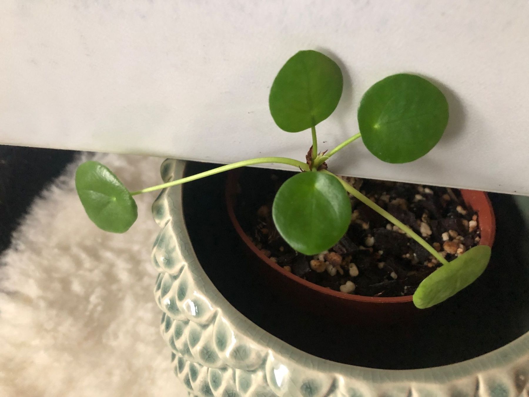 Bb Pilea peperomioides Ufopflanze - Plante d'intrieur (Neu (gemss  Beschreibung)) in St-Aubin FR fr CHF 8  mit Lieferung auf Ricardo kaufen