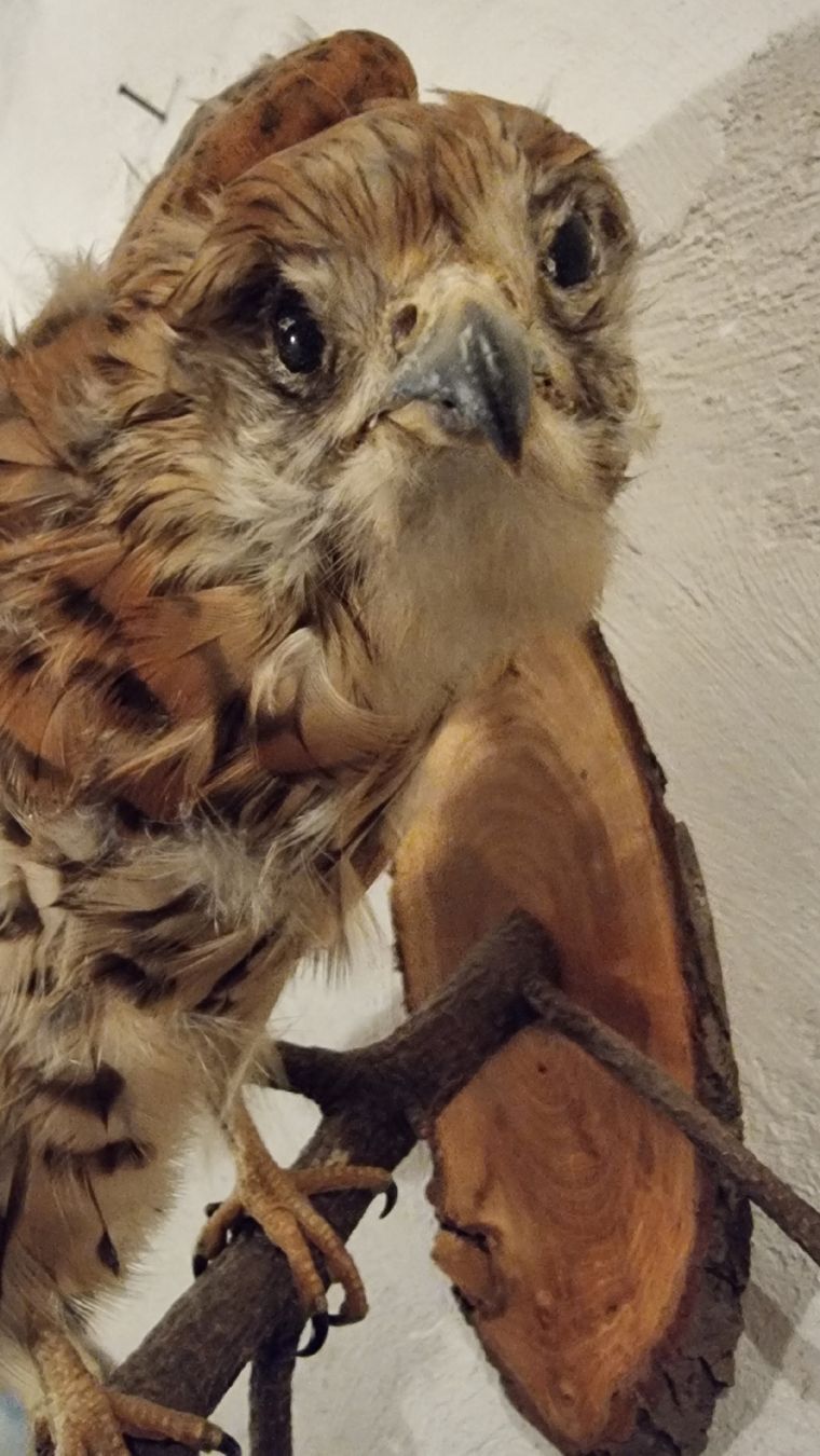 Il mondo degli animali: Turmfalke – Usato da Sils im Domleschg venduto da platin01 2