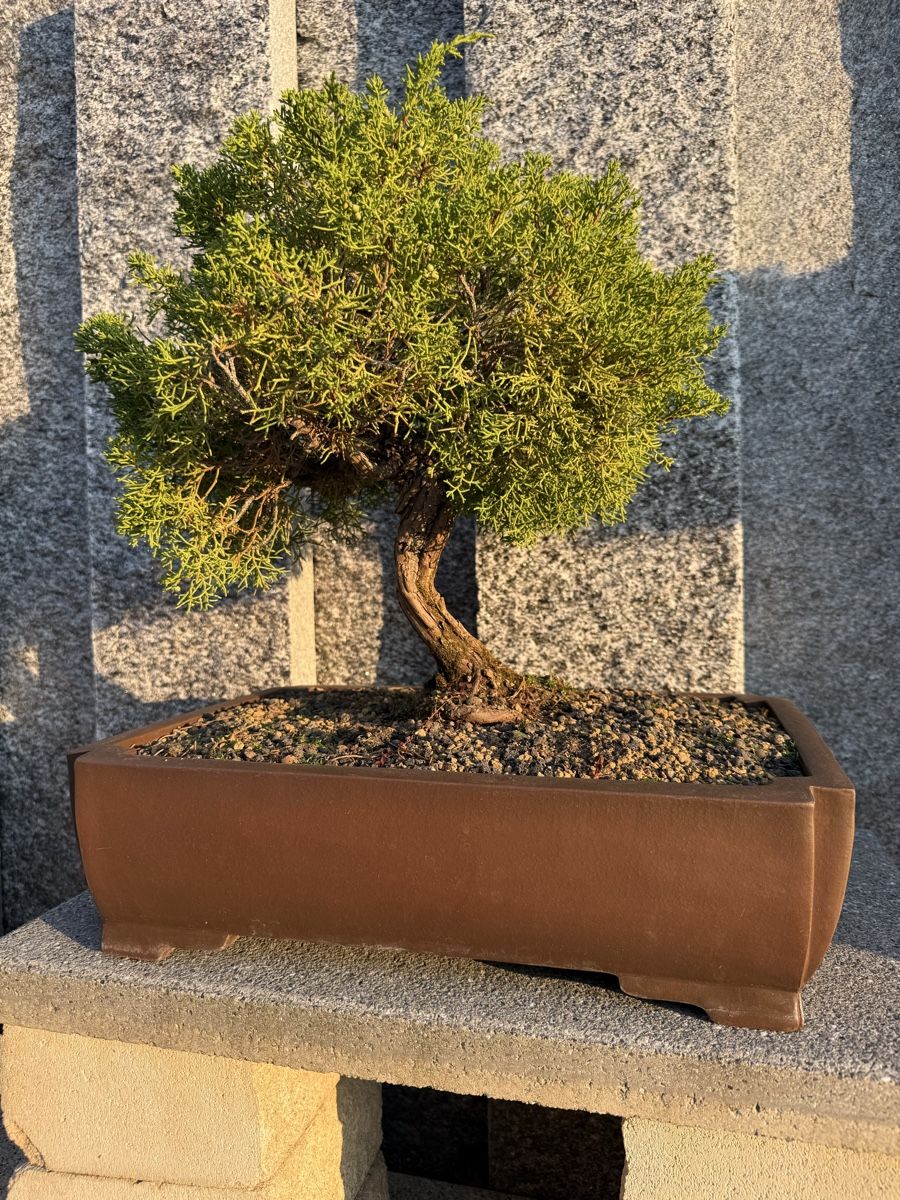 Piante & sementi: Wunderschöner Bonsai-Baum Juniperus – Usato da Bachenbülach venduto da auersandra 1