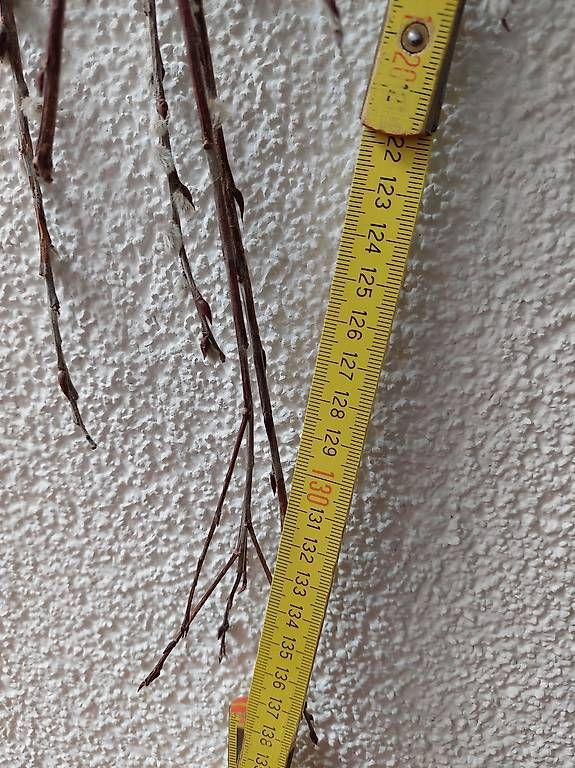 Tutte le decorazioni: Holz Herz aus Weide – Nuovo (secondo la descrizione) da windisch venduto da gravity2 2