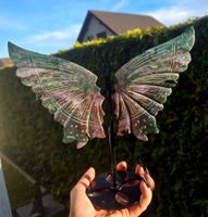 🦋🌿 Ozeanjaspis Schmetterling auf Stand 🌿🦋