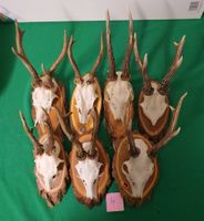 JAGD TROPHÄE Nr 4 7 STÜCK SEHR SCHÖN