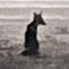 Profile image of T4r4nt1n0