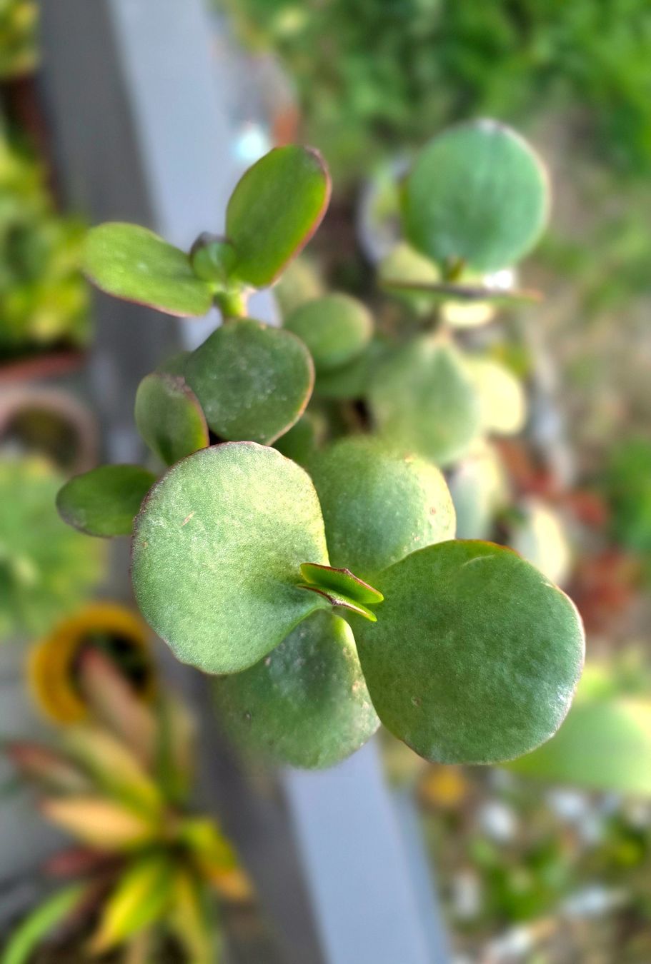 Piante & sementi: Crassula ovata "JUMBO" Stecklinge – Nuovo (secondo la descrizione) da Zürich venduto da The_Plant_Wizard 1
