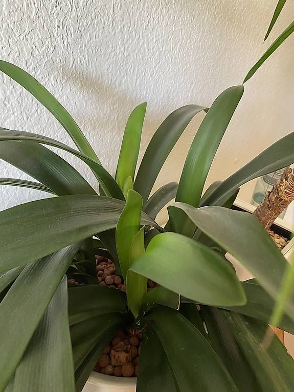 Plantes & graines: Clivia – D'occasion à Zürich par emw_cpq8