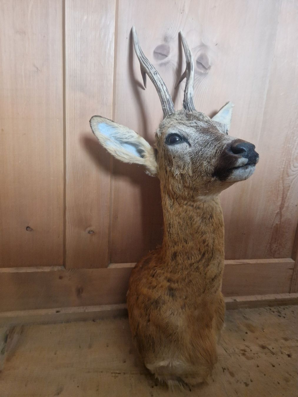 Il mondo degli animali: Rehboçk Preparat – Usato da Sarn venduto da hirchhorn4you 3